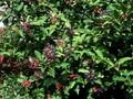 Viburnum cassinoides Image 1