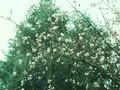 Viburnum farreri Image 1