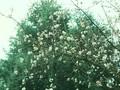 Viburnum fragrans Image 1