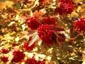 Viburnum opulus var americanum Image 1