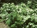 Viburnum opulus Sterile Image 1