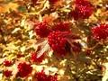 Viburnum oxycoccus Image 1