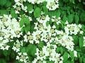 Viburnum plicatum Nanum Semperflorens Image 1