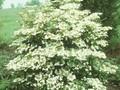 Viburnum plicatum St Keverne Image 1
