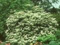 Viburnum plicatum tomentosum Image 1