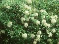 Viburnum pragense Image 1