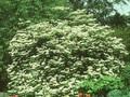 Viburnum tomentosum Image 1