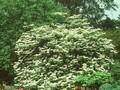 Viburnum tomentosum var sterile Image 1