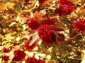 Viburnum trilobum Image 1