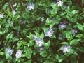Vinca major Image 1