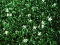 Vinca minor Alba Image 1