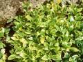 Vinca minor Argenteovariegata Image 1