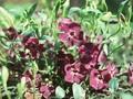 Vinca minor Atropurpurea Image 1