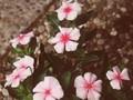 Vinca rosea Image 1