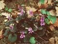 Viola adunca var minor Image 1
