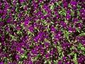 Viola cornuta King Henry Image 1