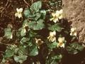 Viola odorata Irish Elegance Image 1