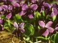 Viola odorata Triumph Image 1