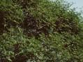 Vitis dissecta Image 1