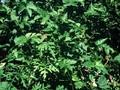 Vitis heterophylla Image 1