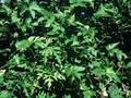 Vitis heterophylla var maximowiczii Image 1