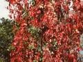 Vitis quinquefolia Image 1