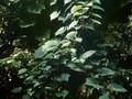 Vitis riparia Image 1