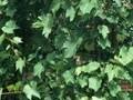 Vitis sylvestris Image 1