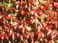 Vitis veitchii Image 1