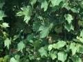Vitis vinifera Image 1