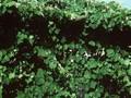Vitis vinifera subsp sylvestris Image 1