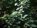 Vitis vulpina Image 1