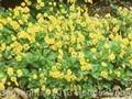 Waldsteinia trifolia Image 1