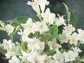 Weigela Snowflake Image 1