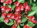 Weigela Eva Rathke Image 1