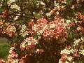Weigela florida Image 1