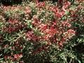 Weigela florida Variegata Image 1