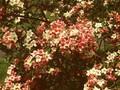 Weigela rosea Image 1