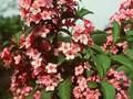 Weigela Styriaca Image 1