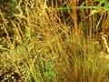 Weingaertneria canescens Image 1
