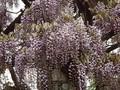 Wisteria brachybotrys Image 1