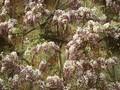 Wisteria chinensis Image 1