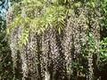 Wisteria multijuga Image 1
