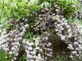 Wisteria sinensis Black Dragon Image 1