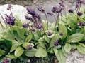 Wulfenia carinthiaca Image 1