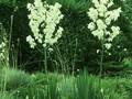 Yucca filamentosa Elegantissima Image 1