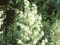 Yucca filamentosa Glockenriese Image 1