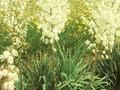 Yucca filamentosa Schellenbaum Image 1