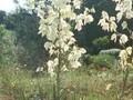 Yucca filamentosa Schneefichte Image 1
