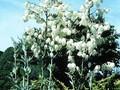Yucca filamentosa Schneetanne Image 1